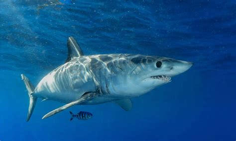 Are Mako Sharks Dangerous Or Aggressive A Z Animals