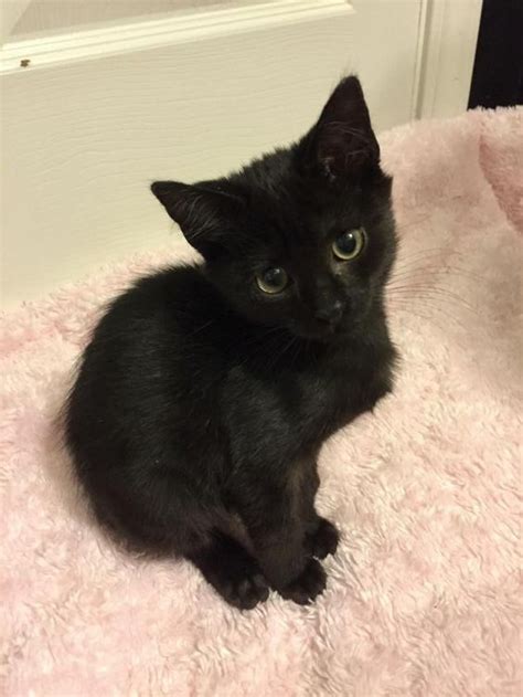 Discover short videos related to cute black cat on tiktok. Willst du mehr entzückende Fotos von schwarzen Katzen ...
