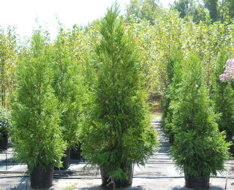 Conifers are a popular choice for privacy screens with good reason — they're hardy, beautiful trees that lend a classic look to any landscape. Fast Growing Privacy Trees - Evergreen Privacy Trees