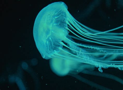Animals That Glow And Create A Festival Of Lights In The Ocean