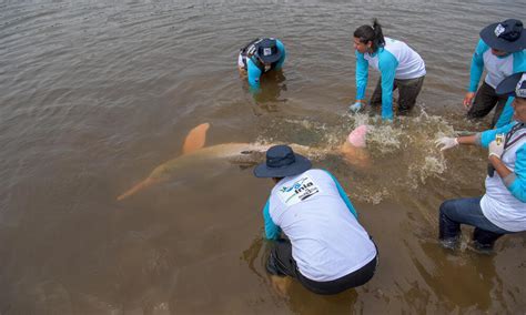 Tagging River Dolphins For The First Time Wwf And Partners Boost