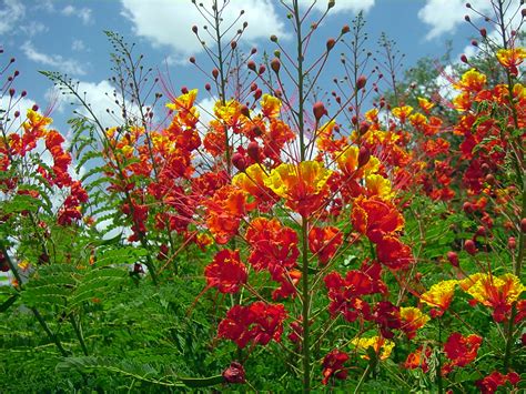 what is the pride of barbados plant