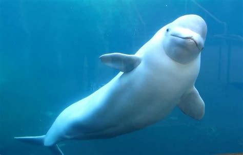 The Beluga Whale Zoofarica