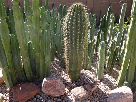 San pedro (echinopsis pachanoi) originates in the high andes mountain range. Please - ID needed - The Ethnobotanical Garden - Shroomery ...
