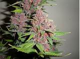 Purple Marijuana Buds Images