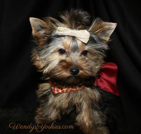 Some of the most beautiful yorkie puppies anywhere in the world! Female Teacup Yorkie Puppies For Sale in TX | Wendys Yorkies
