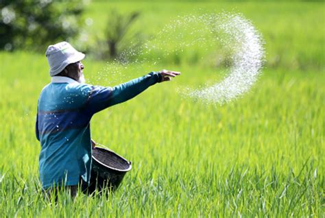 Bagaimana cara pemberian pupuk untuk tanaman jagung? Doneload Tutorial Cara Pemupukan Padi