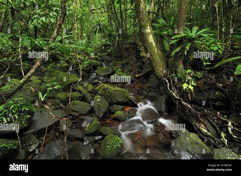 Creek In Tropical Rainforest Masoala National Park Madagascar Stock