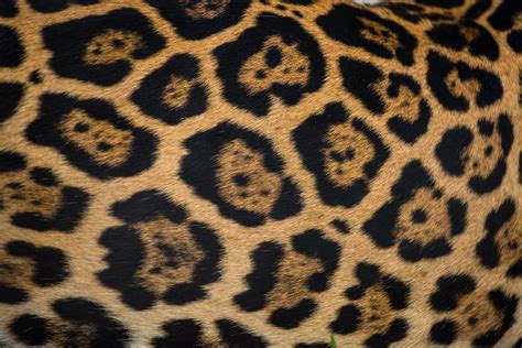 Cheetah Kids More Than Spots