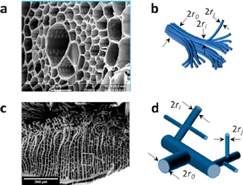 Hierarchically Porous Structures Of Living Murray Networks In A Leaf