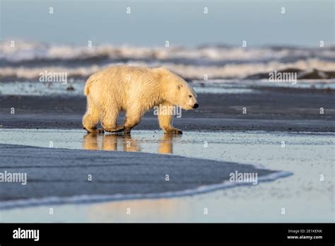 Polar Bear Ursus Maritimus In The Arctic Circle Of Kaktovik Alaska