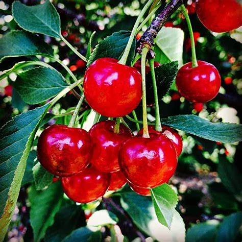 Dwarf Cherry Tree Live Plant 4 To 5 Feet Height North Star Live Cherry Plant Large