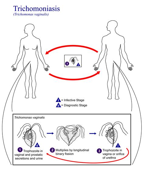 the life cycle of trichomonas vaginalis protozoa parasitology project pinterest