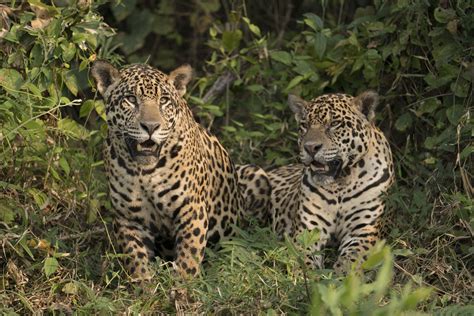 Brazil Wildlife Photography Tours Jaguar Photography Holidays