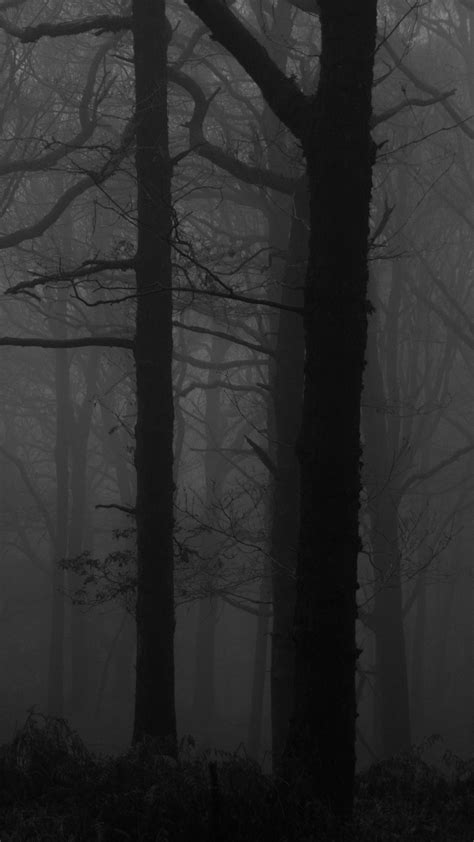 Download Wallpaper 1440x2560 Forest Fog Bw Trees Dark Qhd Samsung