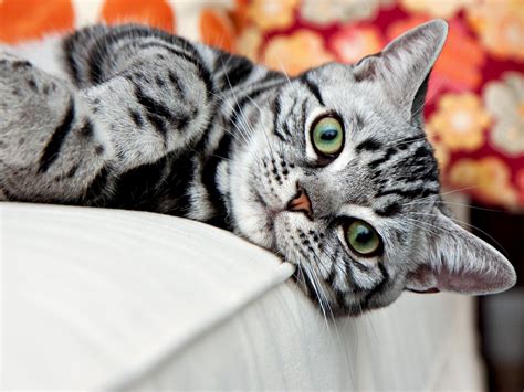 Silver Classic Tabby American Shorthair American Bobtail Cat