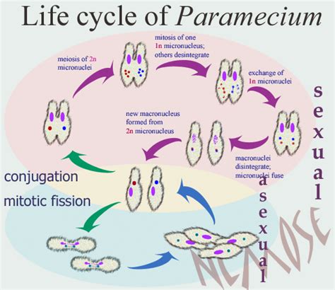 Lifestyle And Adaptations Paramecium