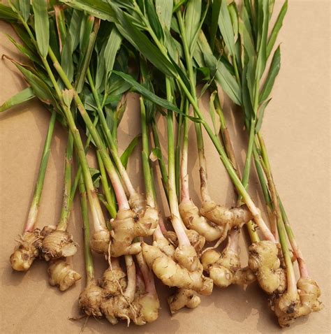 Ginger Description Plant Spice Rhizome Uses Flavor Facts