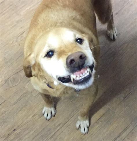 No One Adopted This Dog Because Of Her Weird Smile We