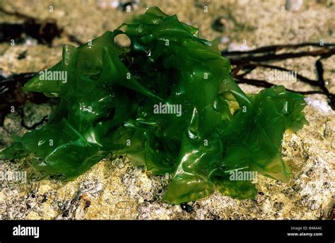 La Botánica Las Algas Verdes Chlorophyta Lechuga De Mar Ulva
