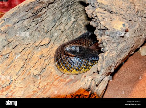 Taipan Snake Fangs Hi Res Stock Photography And Images Alamy
