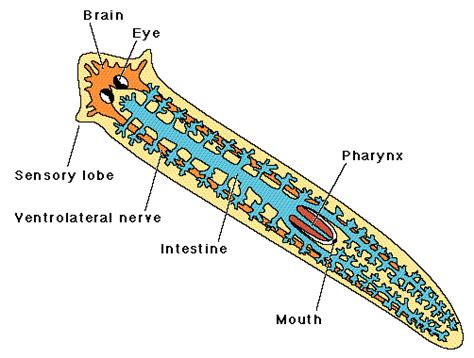 Tapeworm Labeled Diagram