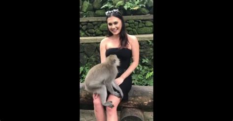 Hilarious Moment Cheeky Monkey Pulls Down Woman S Dress Exposing Her