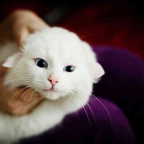 21 Of The Cutest Cats Ever Found Each One More Adorable Than The Other