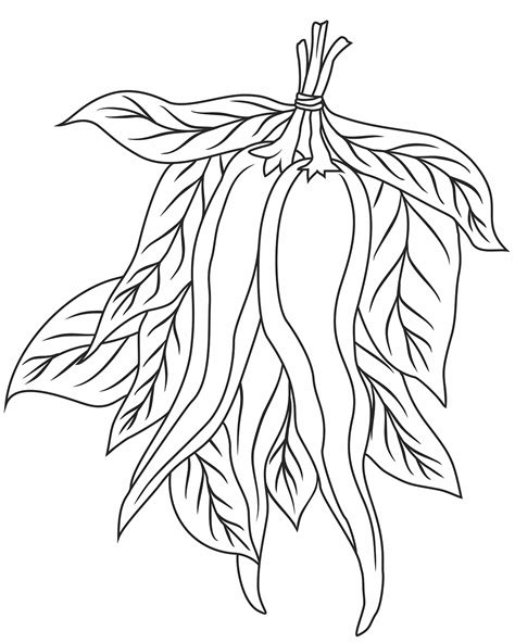 Chili Pepper Coloring Page Colouringpages