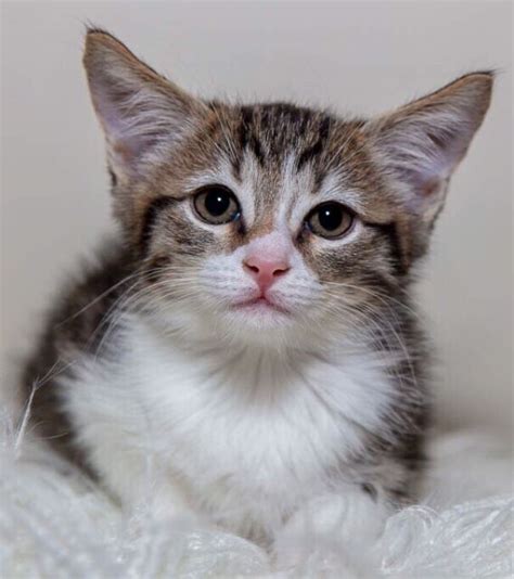 Murphy Adoption Perth Animal Rescue Catkitten Cats And Kittens