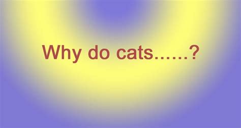 Why Do Cats 10 Basic Domestic Cat Questions Answered Succinctly Poc