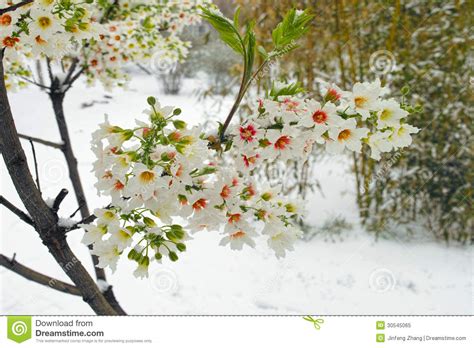 Spring Snow Stock Image Image Of Bloom Garden Flowers