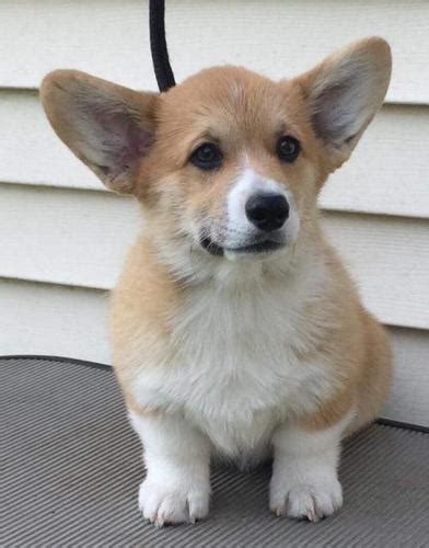 The pembroke welsh corgi puppies are merry and expressive but also intelligent and active. Where To Adopt Corgi Puppies - Goldenacresdogs.com