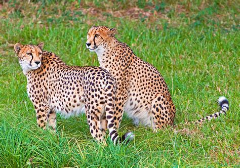 Cheetahs Photograph By Millard H Sharp Fine Art America