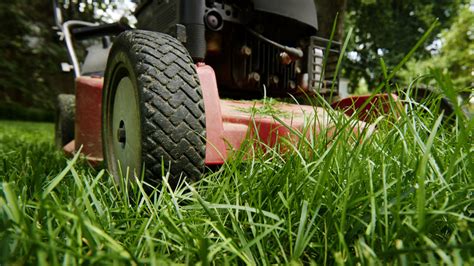 When Is The Best Time Of Year To Plant Fescue Grass
