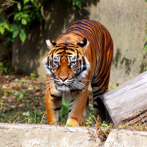 Cool Animals Pictures Of Wild Animals Tigers
