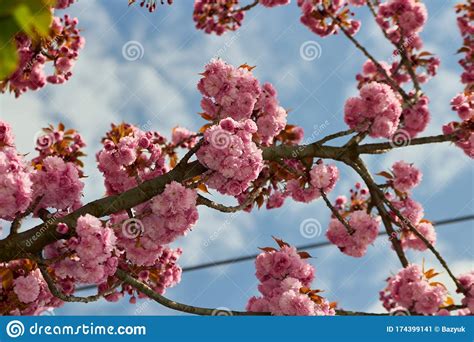Sakura Blossomed In The Springjapanese Sakura Tree Blossomed In Spring