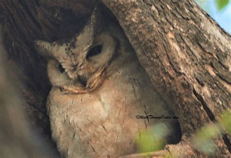 15 Small And Large Species Of Owls Found In India