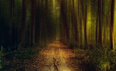 Desktop Wallpapers Path Nature Forests Trees 1920x1187