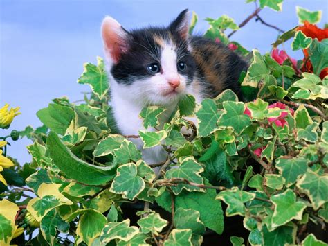 Wallpaper Leaves Flower Kitten Kid Fauna Sit Vertebrate Cat