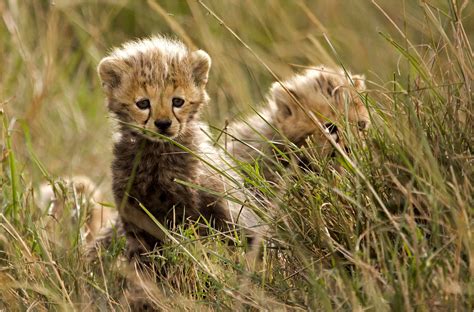 Adorable Cheetah Cubs Doing Their Best To Stay Hidden In The Tall