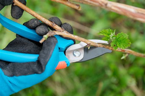 Closeup Of Hands Doing Spring Pruning Of Raspberry Bushes Gardener In