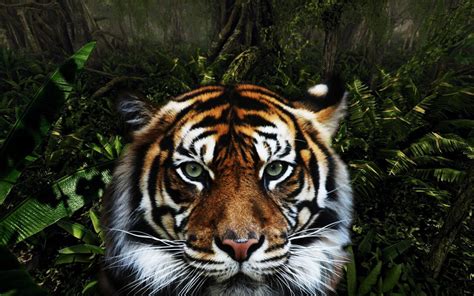 Jungle Tiger Hd Desktop Wallpaper Widescreen High Definition