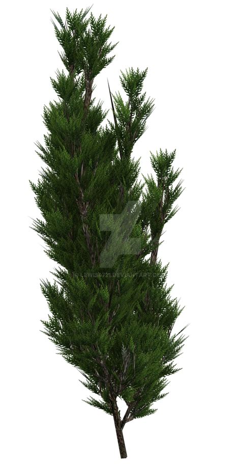 Young Pine Tree Png Overlay By Lewis4721 On Deviantart