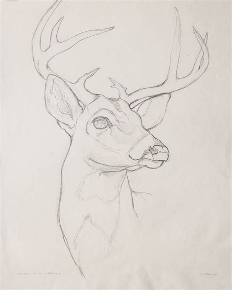 White Tailed Buck Animal Drawings Sketches Animal Sketches Animal