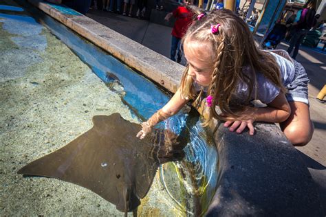 Activities Tips For A Great Field Trip Aquarium Of The Pacific