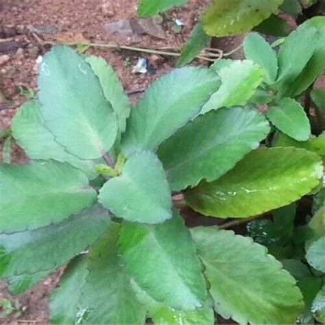 Leaf Of Life Bryophyllum Pinnatum Miracle Leafmedicinal Plant Leaf