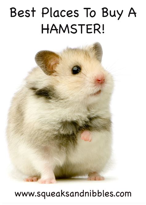 Where To Buy A Hamster The Best Places To Get A Hamster