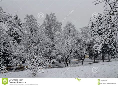 Snowy Trees In Winter Late Afternoon Bankia Sofia Stock Photo Image