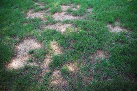 Why Are There Dead Or Brown Spots In My Lawn Tips For Pennsylvania